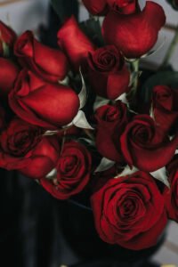 Eternal Morning Rose