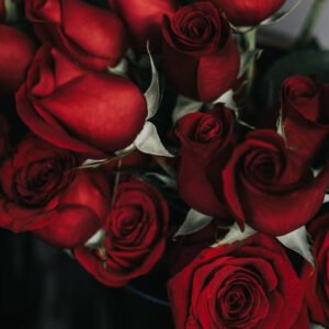 Eternal Morning Rose